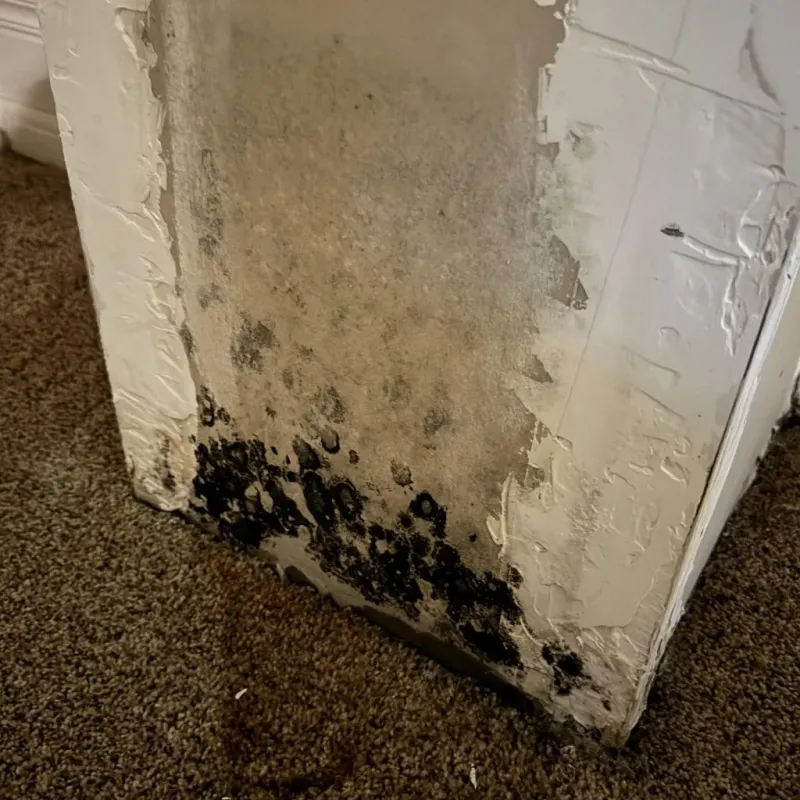 Professional Mold Removal in Quincy, FL